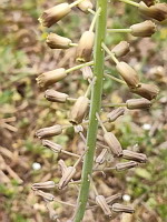 Muscari a toupet - Muscari comosum (photo Mrugala F.)(5)